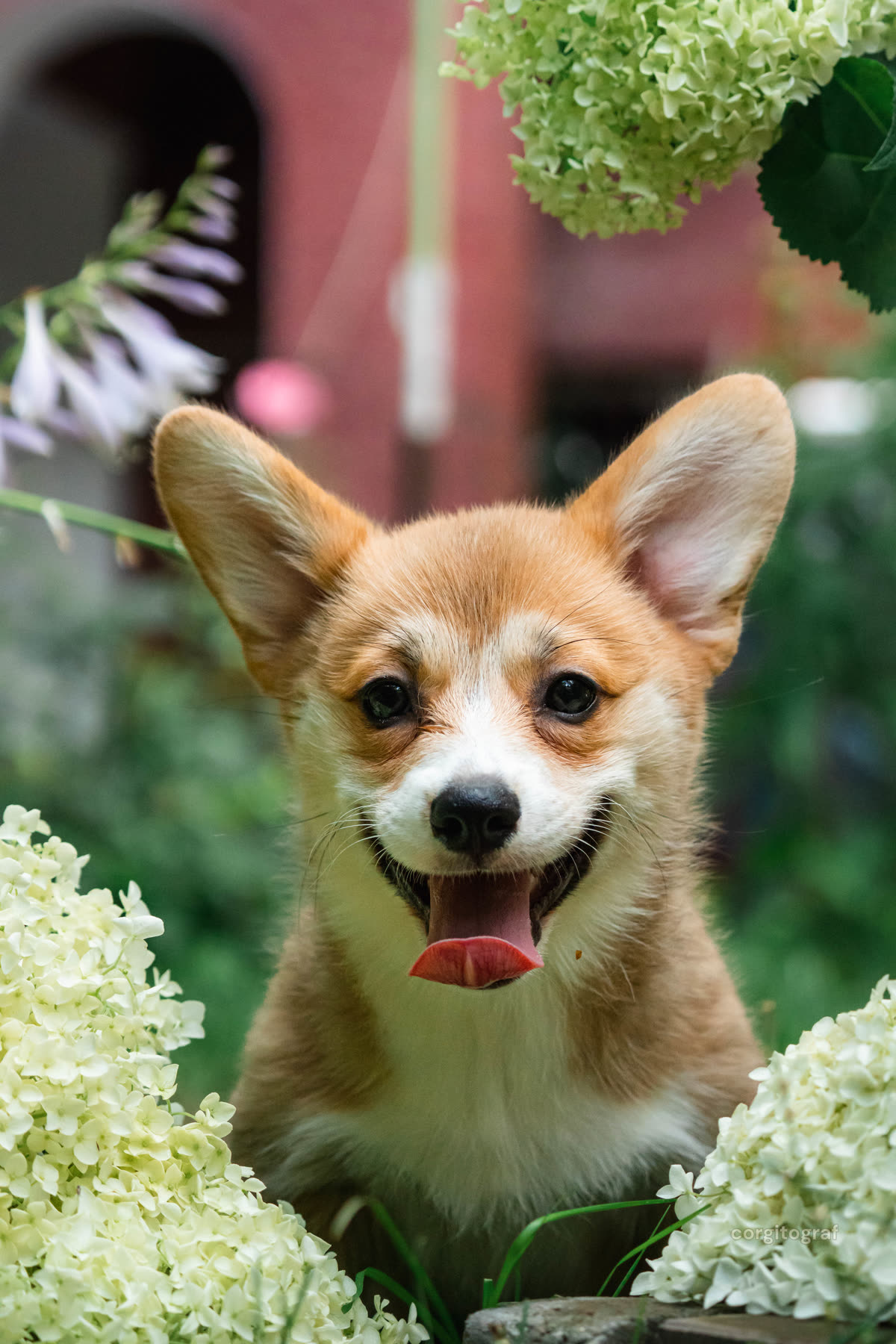 Uroczy szczeniak Welsh Corgi Pembroke ziewający podczas swojej pierwszej profesjonalnej sesji